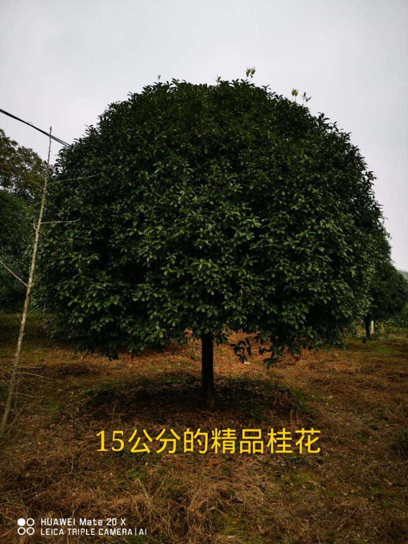 精品12-18公分的精品桂花