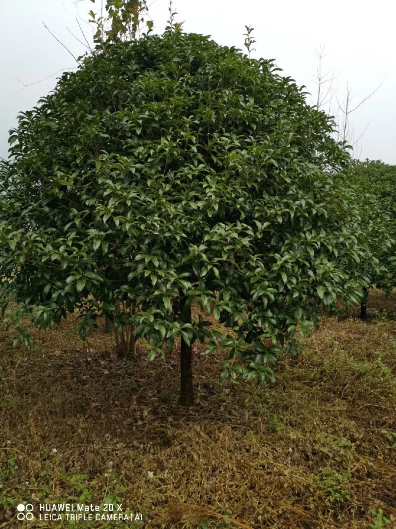 精品12-18公分的精品桂花