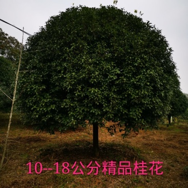 精品12-18公分的精品桂花