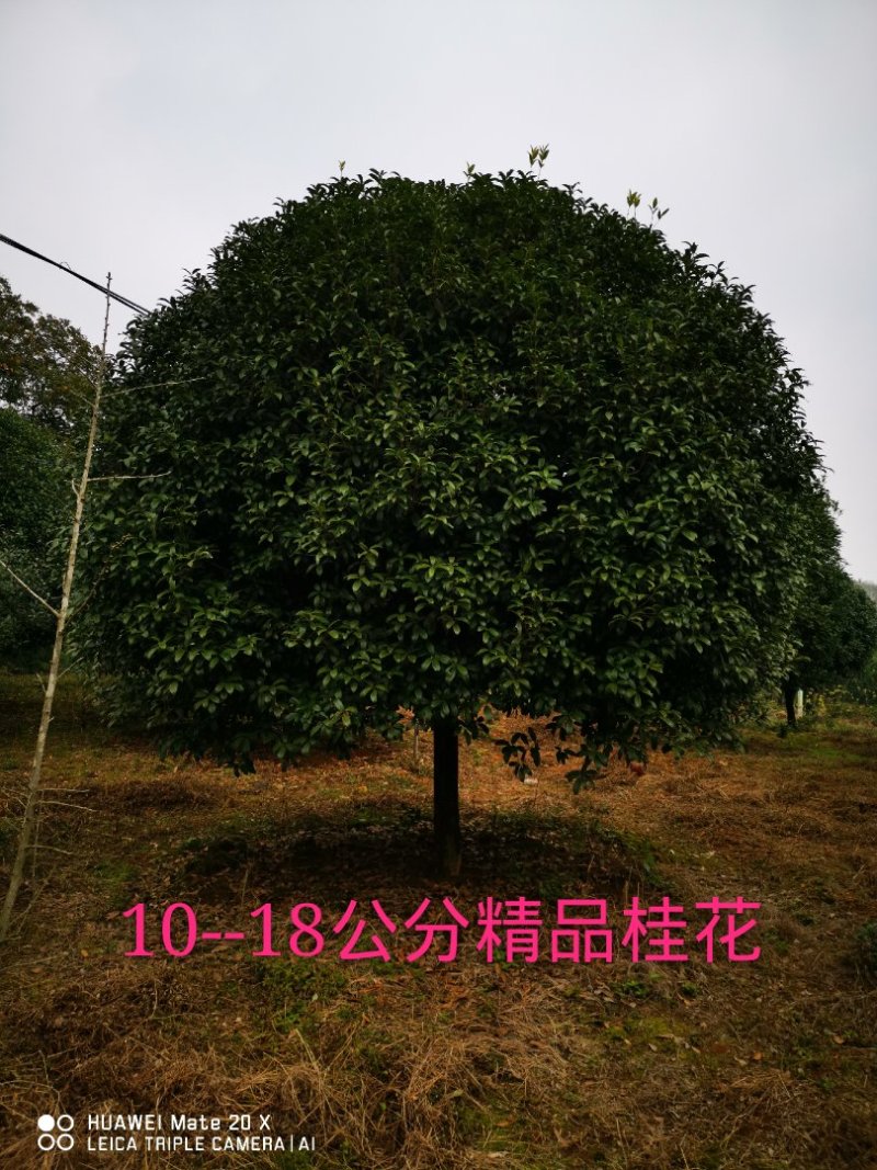 精品12-18公分的精品桂花