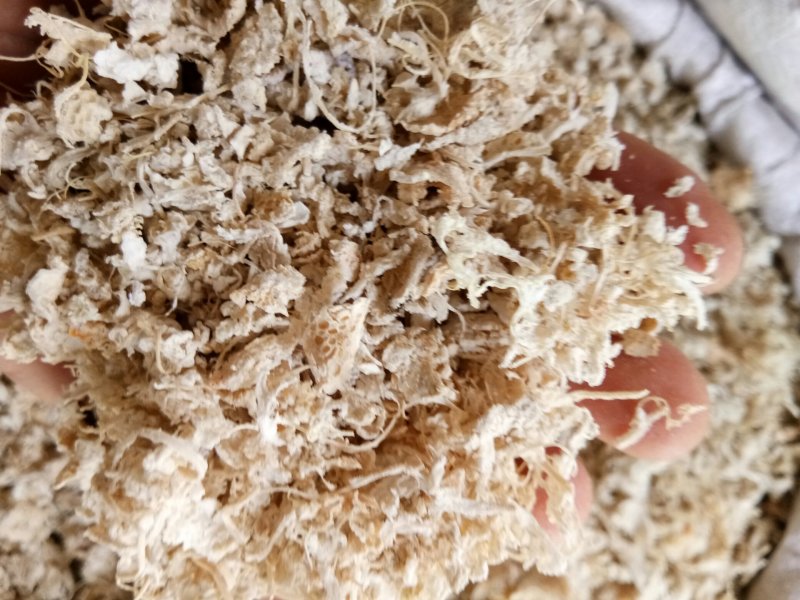 橘络正品无硫实物拍摄干净无杂量大从优