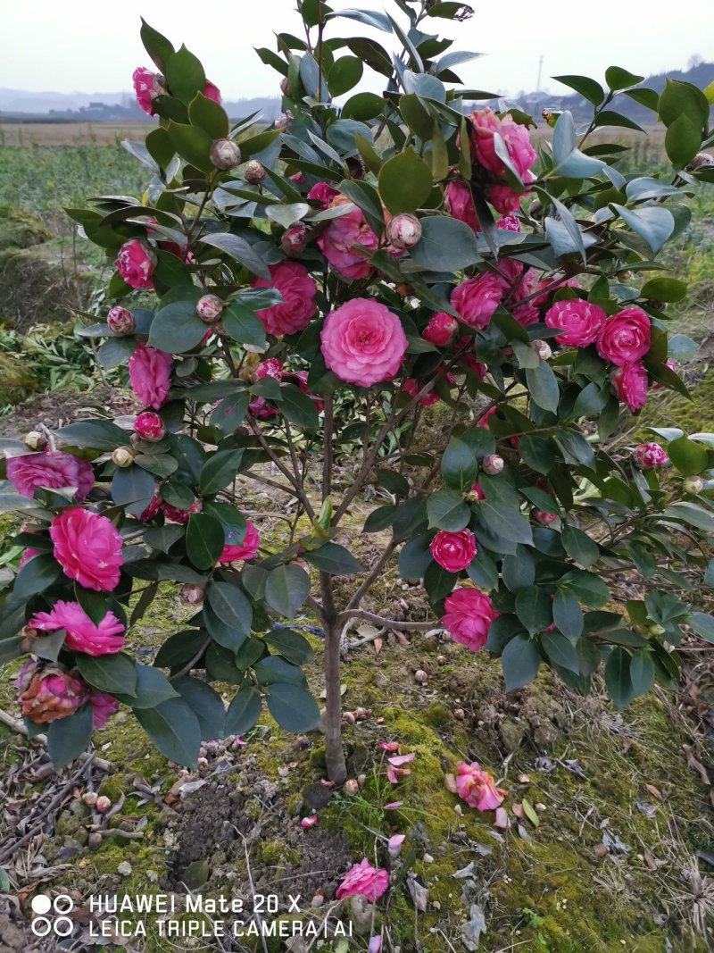 地经4--5--6公分茶花冠幅1.5米以上种植6年