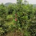 地经4--5--6公分茶花冠幅1.5米以上种植6年