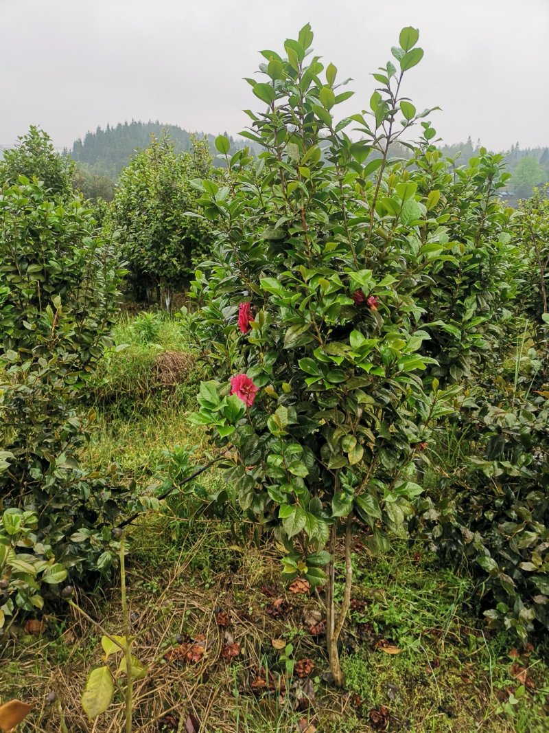 地经4--5--6公分茶花冠幅1.5米以上种植6年