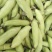 城固蚕豆(胡豆)大量上市面积很大囗感很面甜