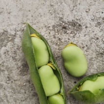 城固蚕豆(胡豆)大量上市面积很大囗感很面甜
