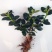 】金鱼花室内植物花卉吊兰开花植物花苗绿植盆栽