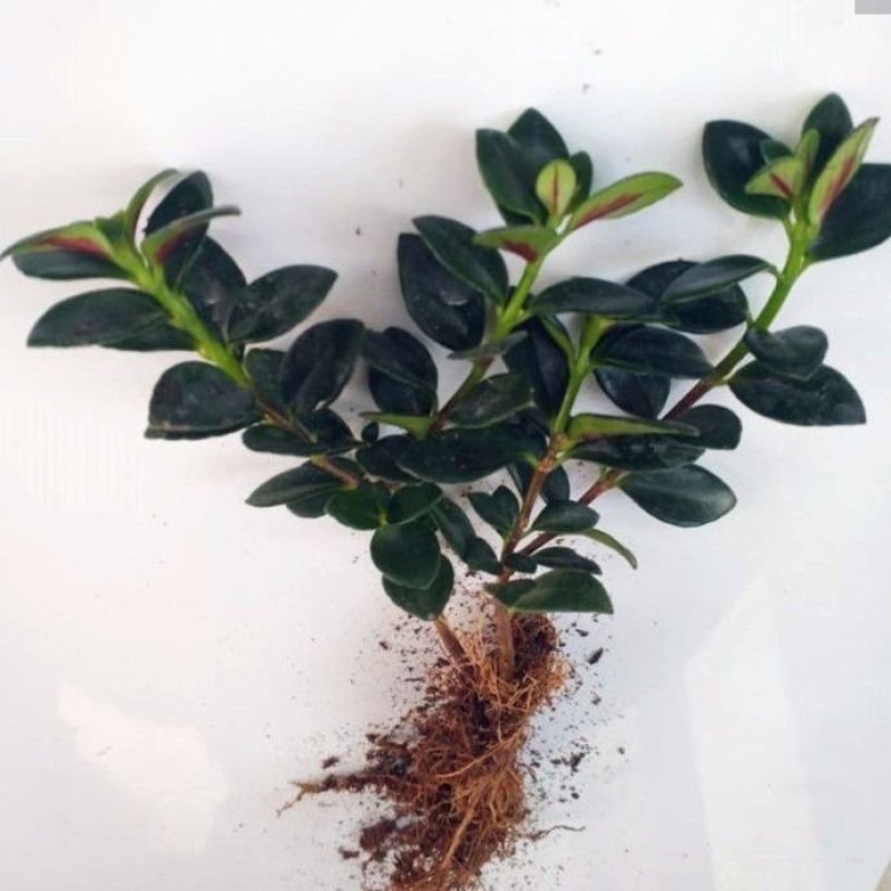 】金鱼花室内植物花卉吊兰开花植物花苗绿植盆栽