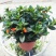 】金鱼花室内植物花卉吊兰开花植物花苗绿植盆栽