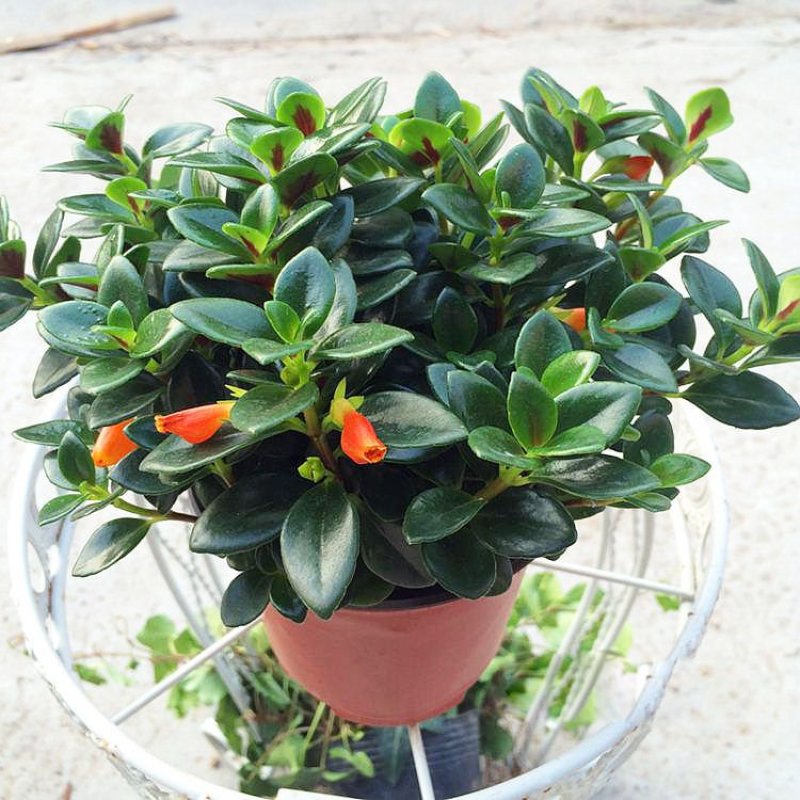 】金鱼花室内植物花卉吊兰开花植物花苗绿植盆栽