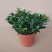 】金鱼花室内植物花卉吊兰开花植物花苗绿植盆栽