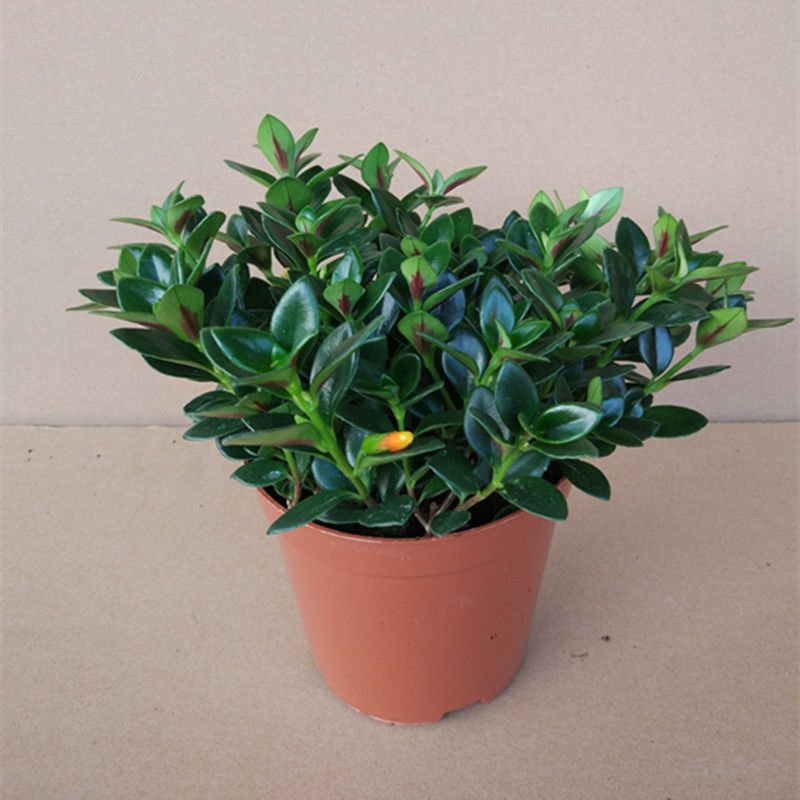 】金鱼花室内植物花卉吊兰开花植物花苗绿植盆栽