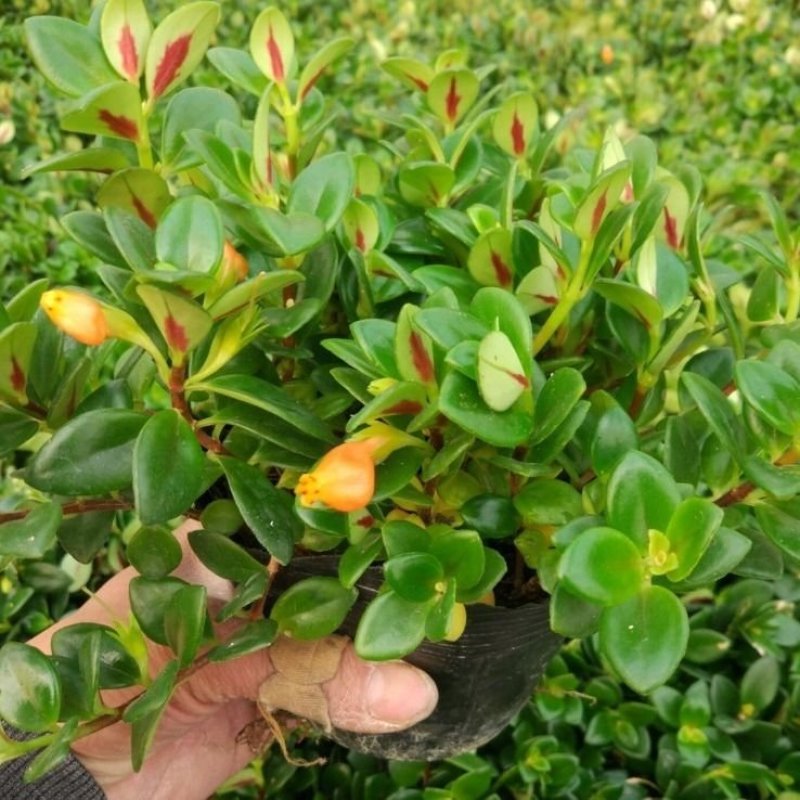 】金鱼花室内植物花卉吊兰开花植物花苗绿植盆栽