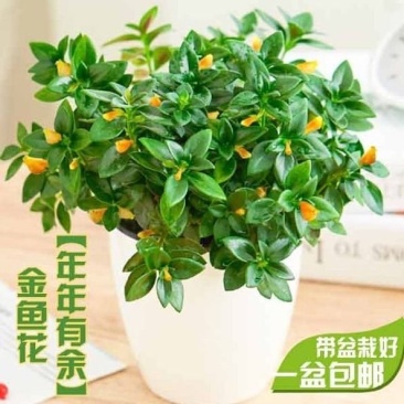 】金鱼花室内植物花卉吊兰开花植物花苗绿植盆栽