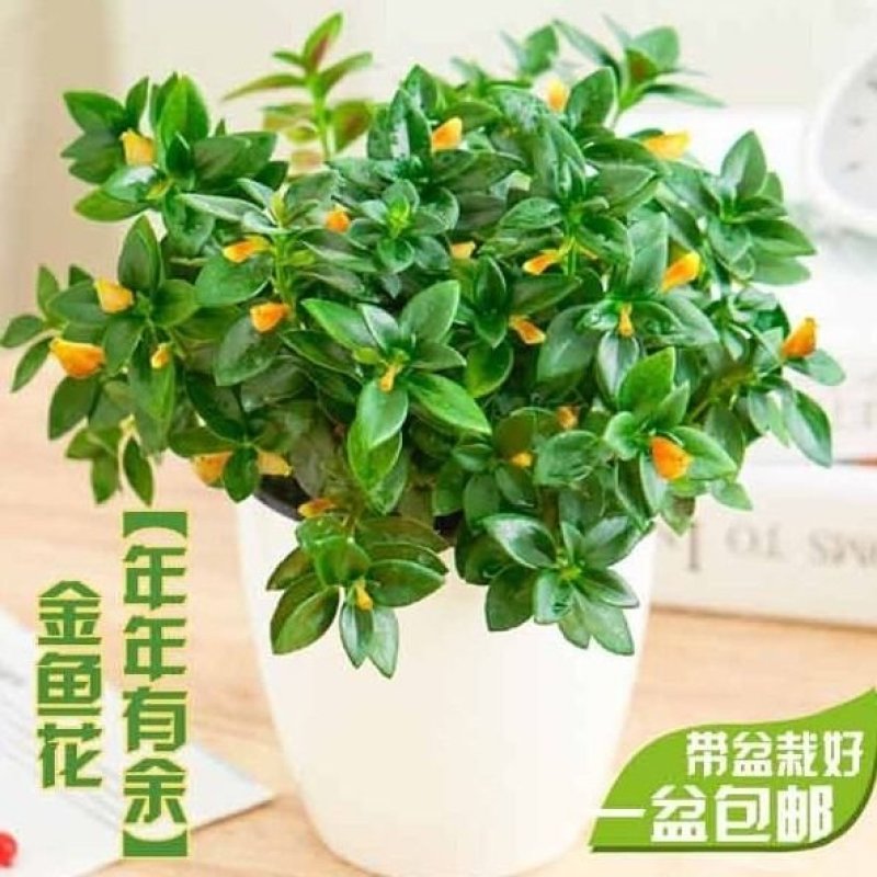 】金鱼花室内植物花卉吊兰开花植物花苗绿植盆栽