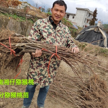 黄心猕猴桃苗1-2公分粗度