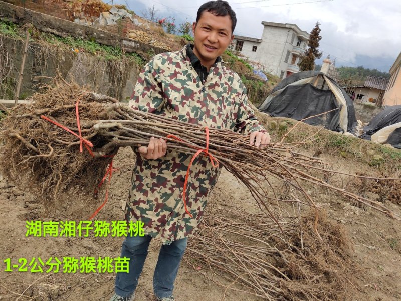 黄心猕猴桃苗1-2公分粗度