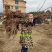 黄心猕猴桃苗1-2公分粗度