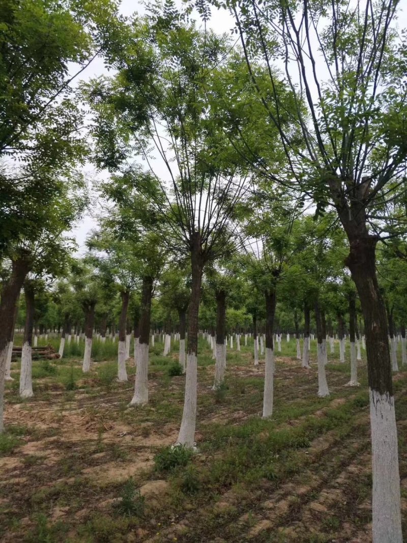 大量供应15至30公分2-3年冠发帽国槐实地照片欢迎选购