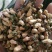 玳玳花正品无硫天然可泡茶饮一公斤起包邮