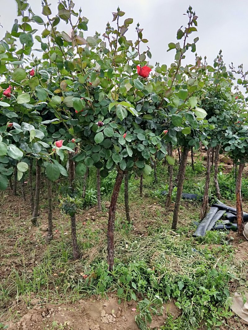 重庆精品月季各种户外植物庭院花卉规格齐全欢迎联系