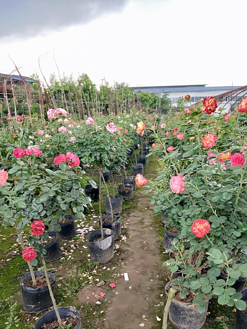 重庆精品月季各种户外植物庭院花卉规格齐全欢迎联系