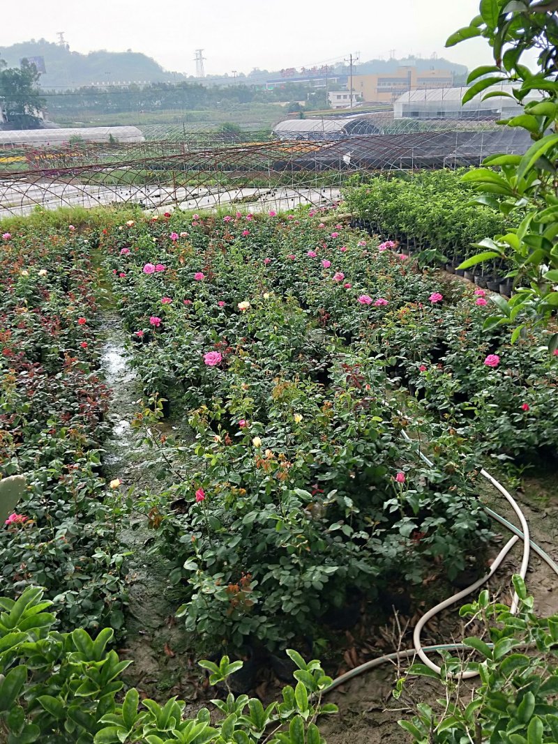 重庆精品月季各种户外植物庭院花卉规格齐全欢迎联系