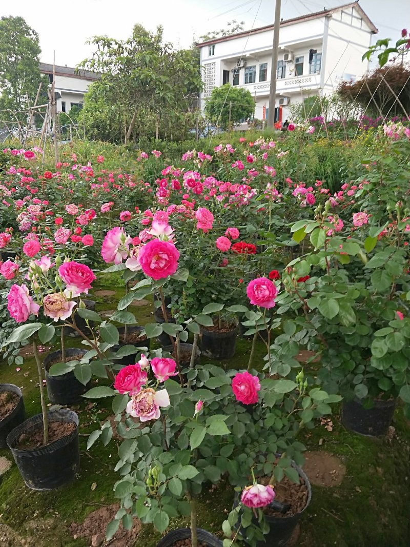 重庆精品月季各种户外植物庭院花卉规格齐全欢迎联系