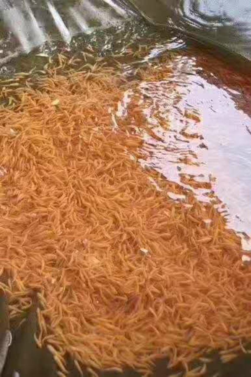 金草鱼苗金鲩鱼苗金丝鲩鱼黄金草鱼苗俄罗斯金丝草鱼