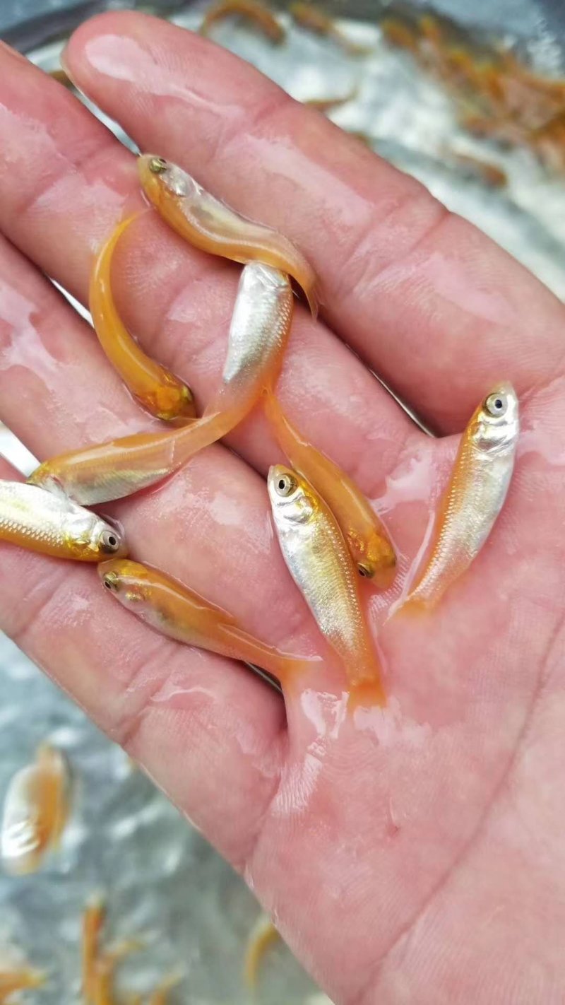 金草鱼苗金鲩鱼苗金丝鲩鱼黄金草鱼苗俄罗斯金丝草鱼