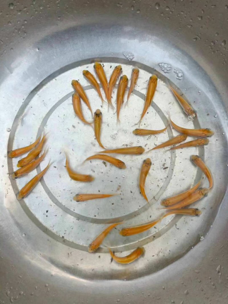 金草鱼苗金鲩鱼苗金丝鲩鱼黄金草鱼苗俄罗斯金丝草鱼