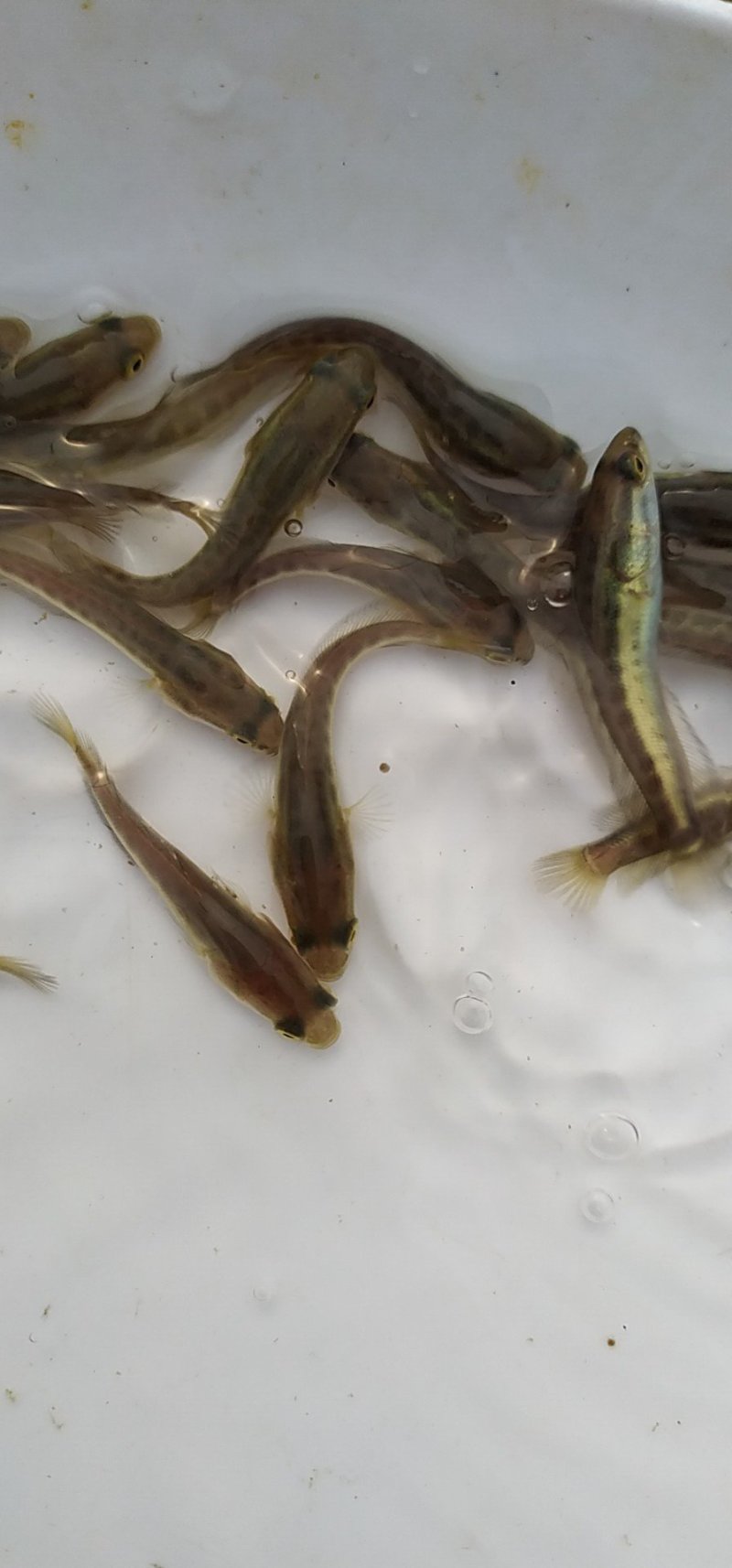 黑鱼苗生鱼苗木鱼苗斑鱼杂交黑鱼苗杂交生鱼