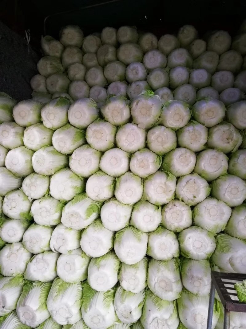 潍坊青州黄心大棚白菜