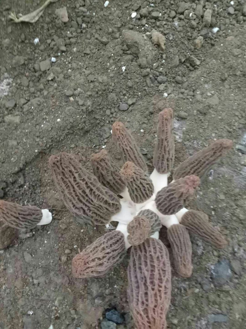 现摘鲜羊肚菌80包邮