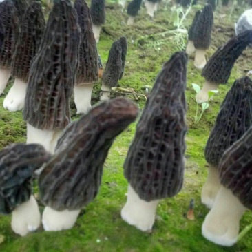 现摘鲜羊肚菌80包邮