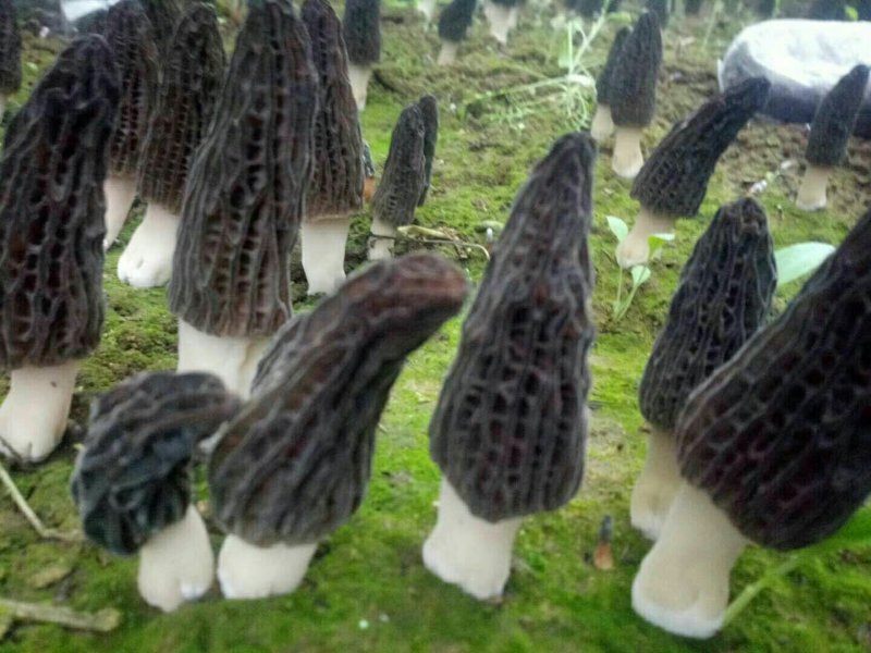 现摘鲜羊肚菌80包邮