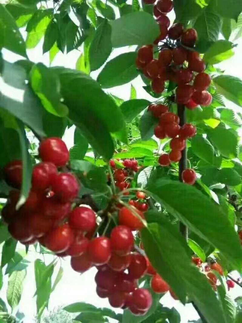 大樱桃5斤包邮168