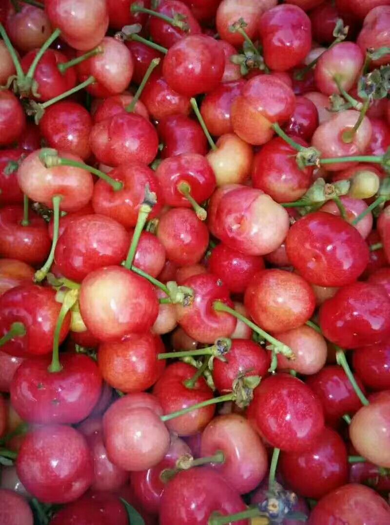 大樱桃5斤包邮168
