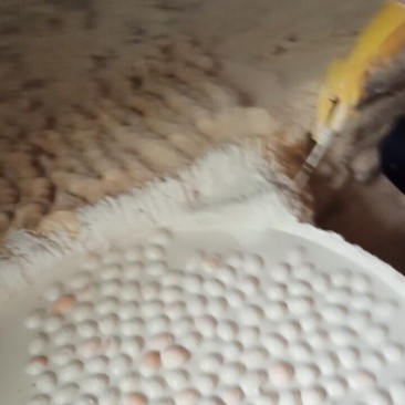 河南变蛋双黄蛋五香变蛋大量有货