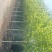 白蜡、法桐、美国红枫