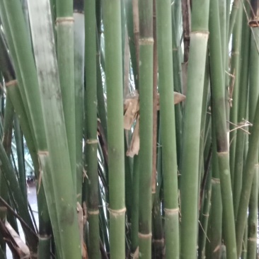大量出售丹竹，有老板收购丹竹做纸材的吗？