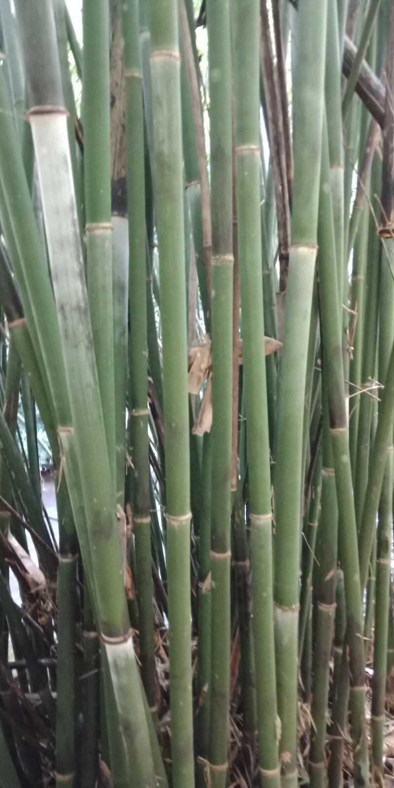 大量出售丹竹，有老板收购丹竹做纸材的吗？