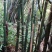 大量出售丹竹，有老板收购丹竹做纸材的吗？