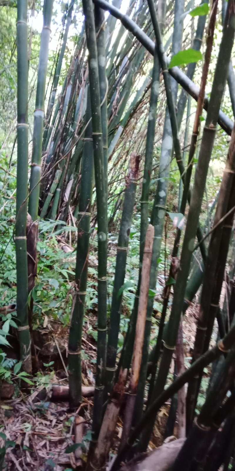 大量出售丹竹，有老板收购丹竹做纸材的吗？