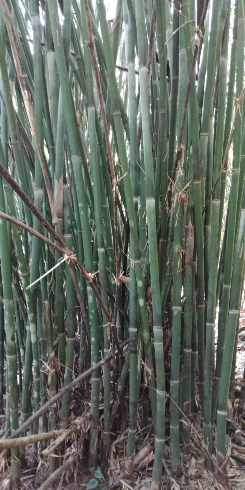 大量出售丹竹，有老板收购丹竹做纸材的吗？
