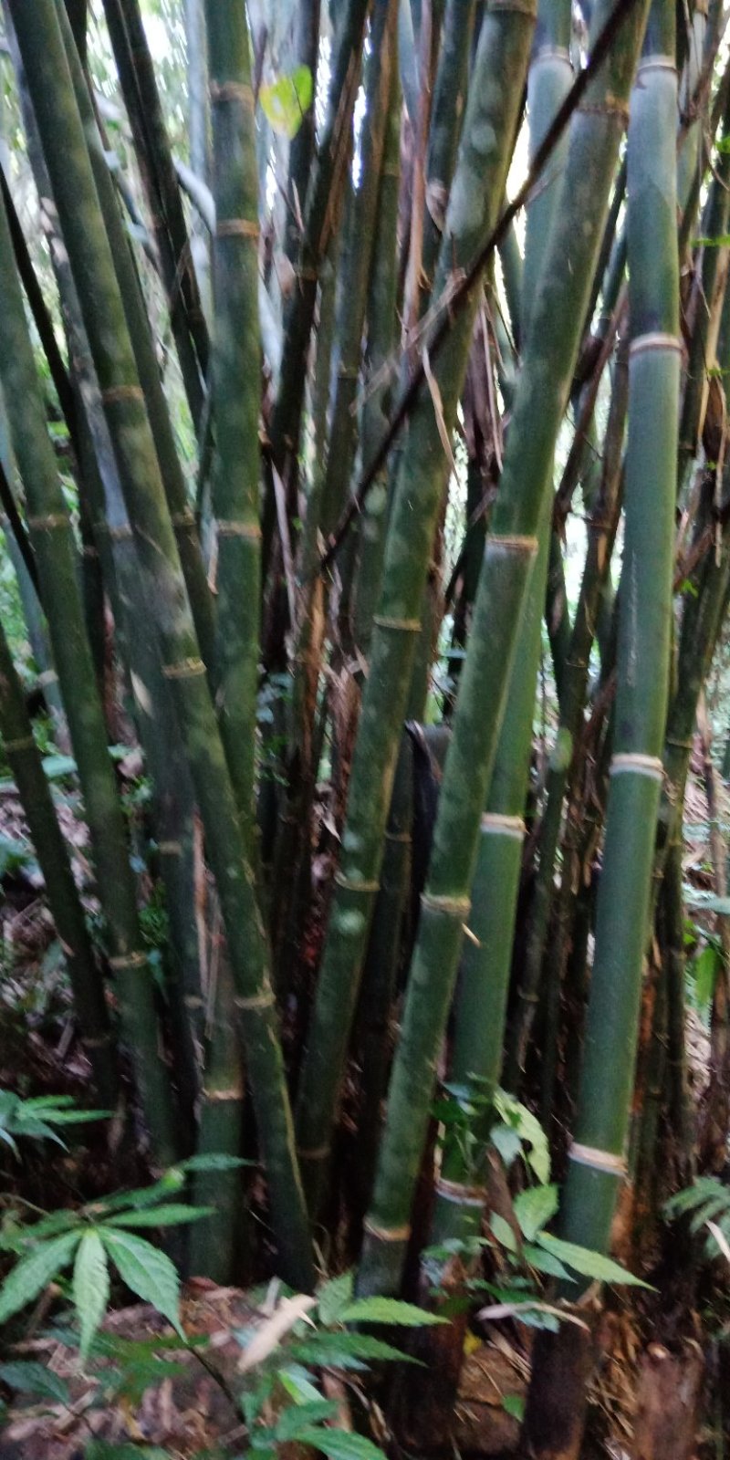 大量出售丹竹，有老板收购丹竹做纸材的吗？