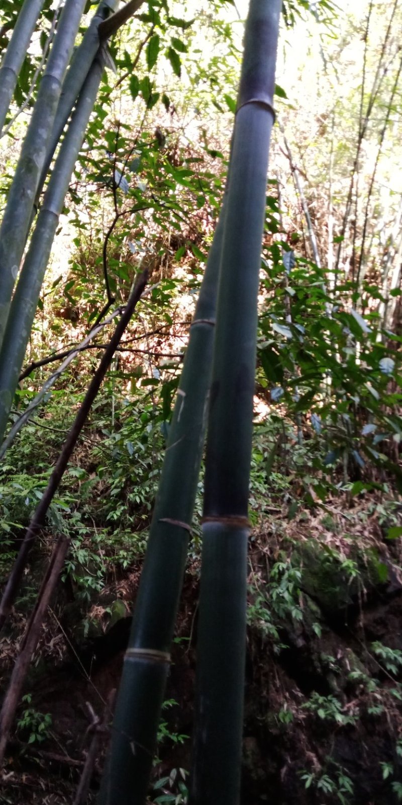 大量出售丹竹，有老板收购丹竹做纸材的吗？