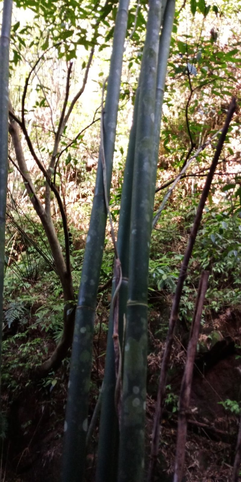 大量出售丹竹，有老板收购丹竹做纸材的吗？