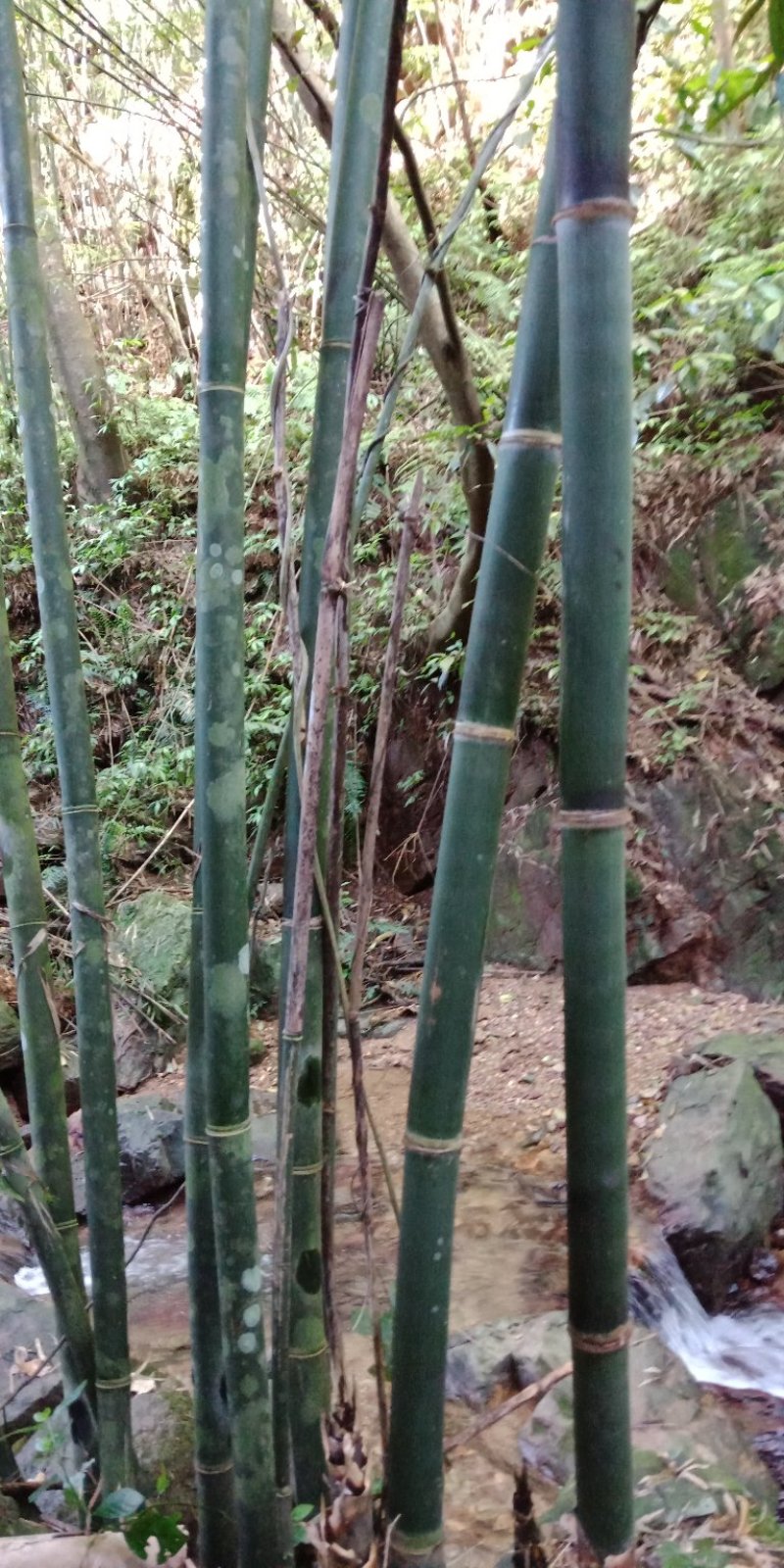 大量出售丹竹，有老板收购丹竹做纸材的吗？