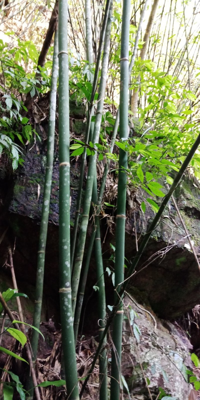 大量出售丹竹，有老板收购丹竹做纸材的吗？